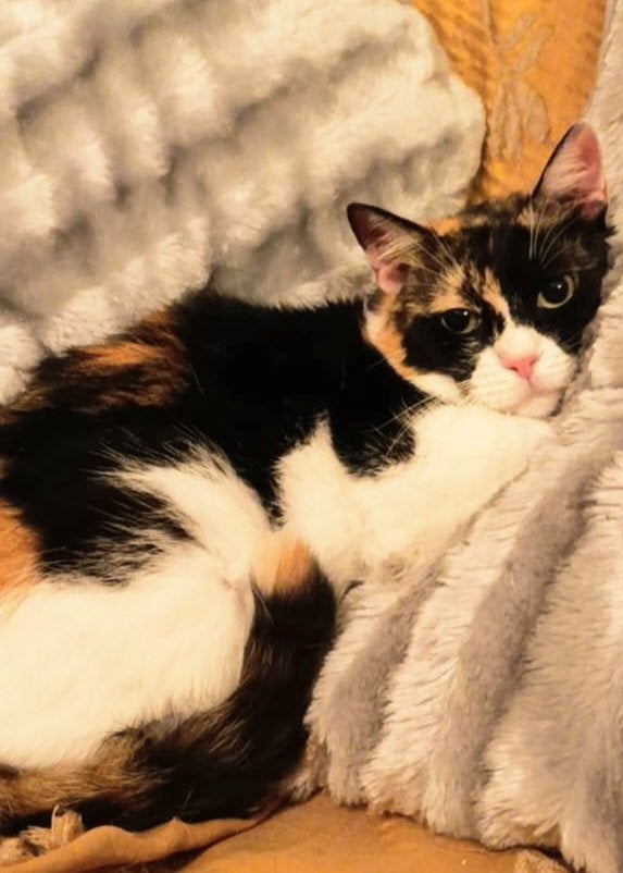Zeer lieve aanhankelijke poes gesterilis/getest/ingeent/chip, Dieren en Toebehoren, Katten en Kittens | Overige Katten, Poes, Kortharig