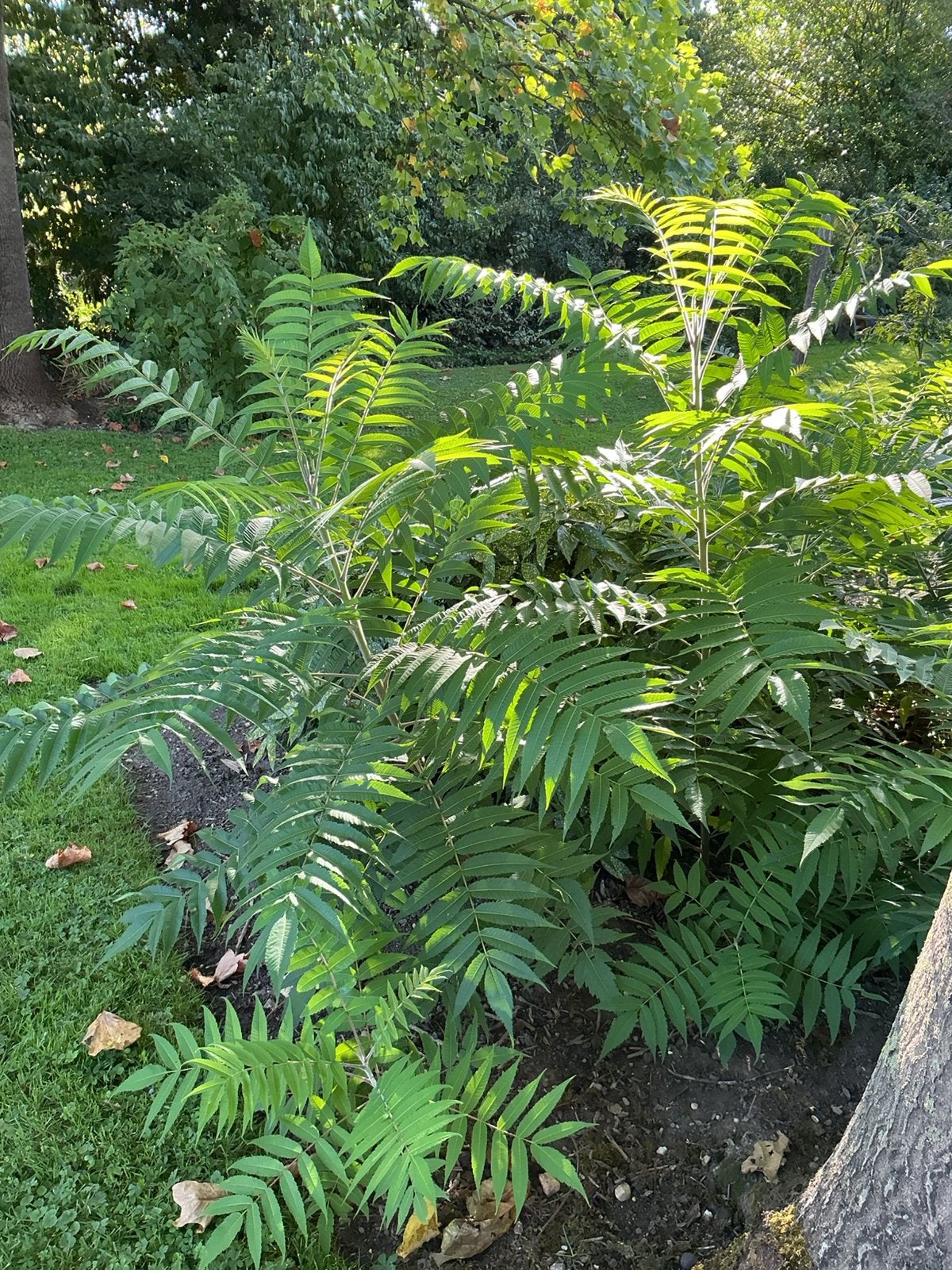 Fluweelbomen - -boompjes, Ophalen, Haagbeuk, Struik, 100 tot 250 cm