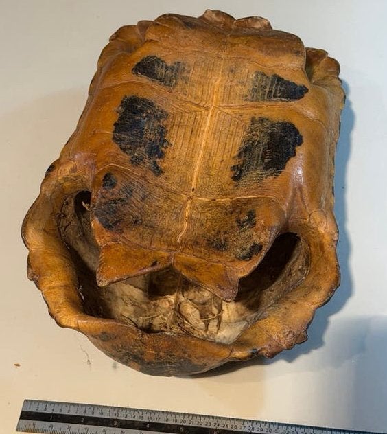 Schildpadschild - Decoratief object, Ophalen of Verzenden, Gebruikt, Reptiel of Amfibie, Overige typen