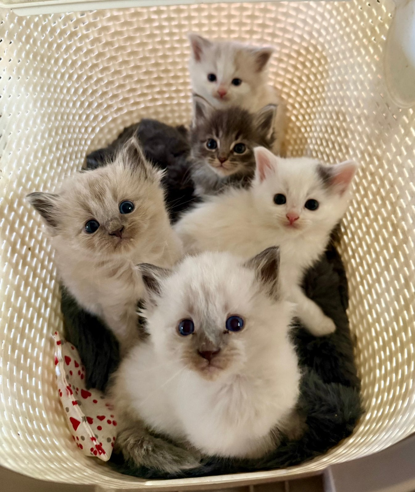 Prachtig nestje zuivere Ragdoll kittens, Meerdere dieren, Ontwormd