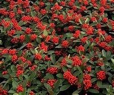 Skimmia jap. Temptation in diverse maten pot met bes, Ophalen, Overige soorten, Halfschaduw