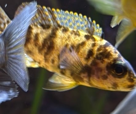 Malawi chicliden, Dieren en Toebehoren, Vissen | Aquariumvissen, Vis