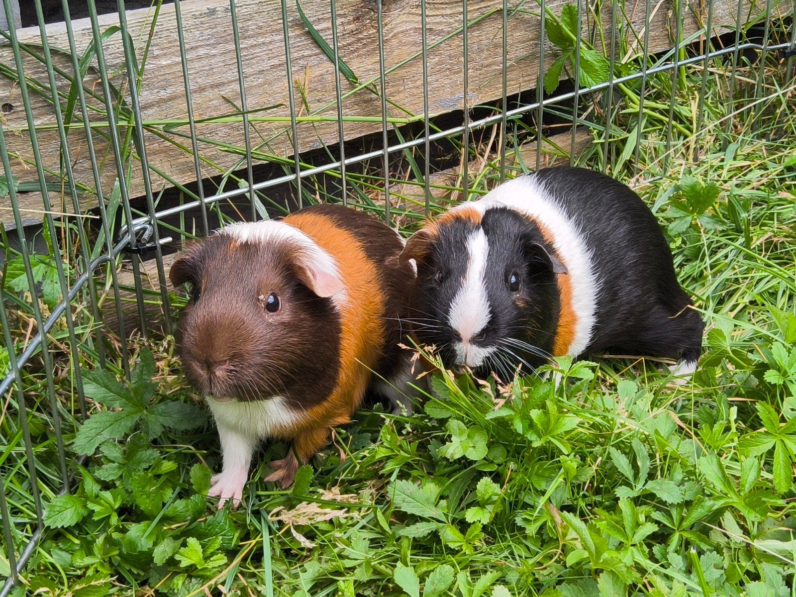 Twee cavia's, Dieren en Toebehoren, Knaagdieren, Januari, Mannelijk, Cavia