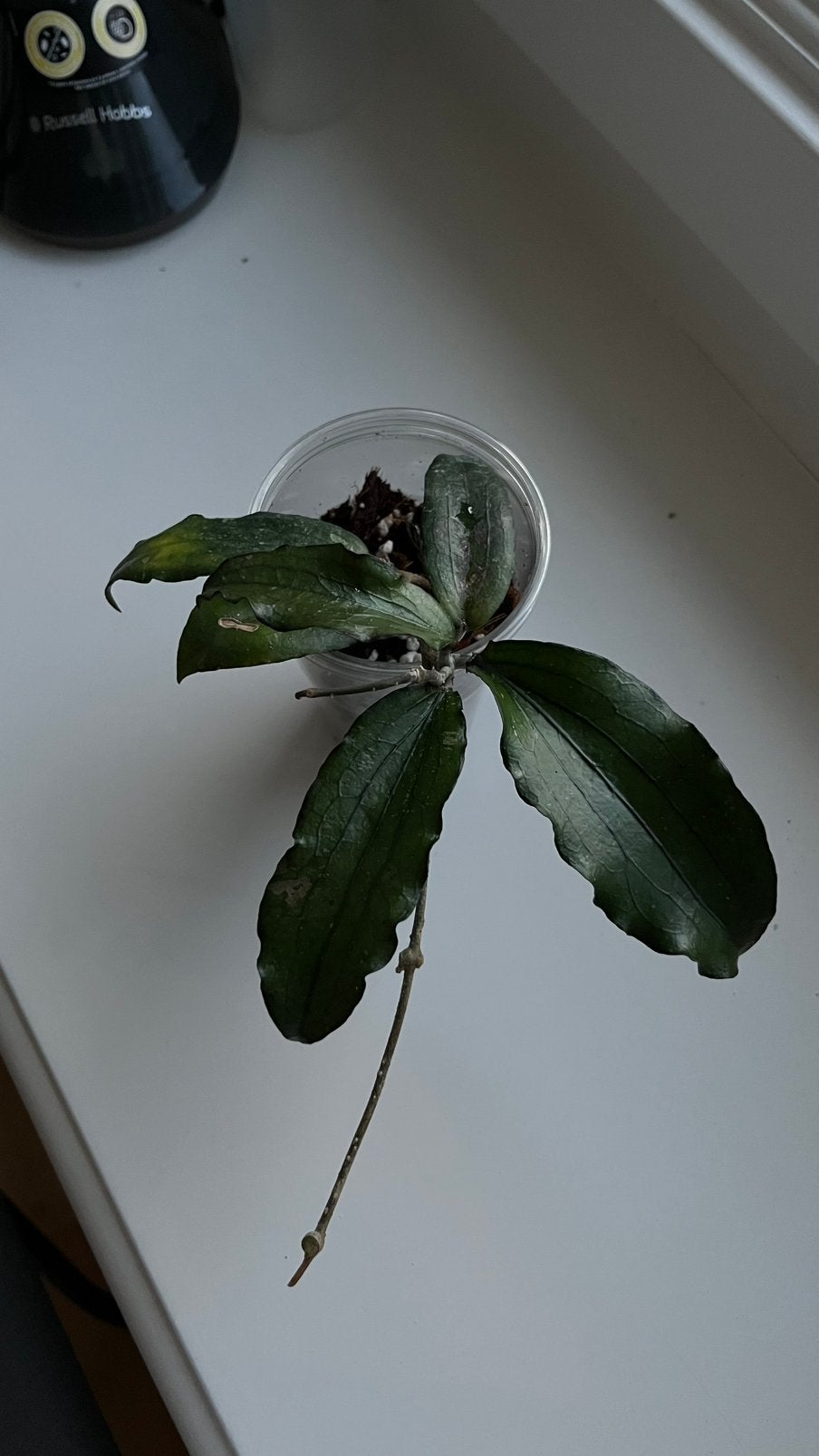 Hoya Erythrina, Huis en Inrichting, Ophalen of Verzenden, Halfschaduw, Minder dan 100 cm