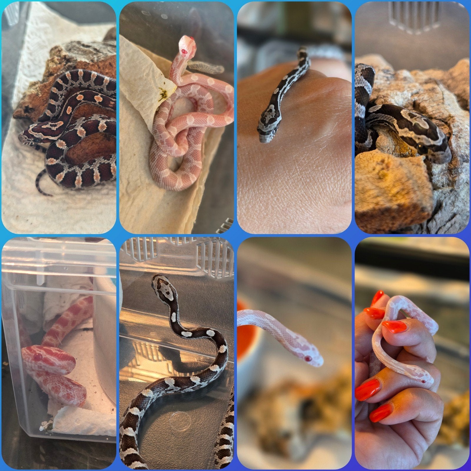 korenslangen / rattenslangen Rat Snake - unknown for sale from Jolanda