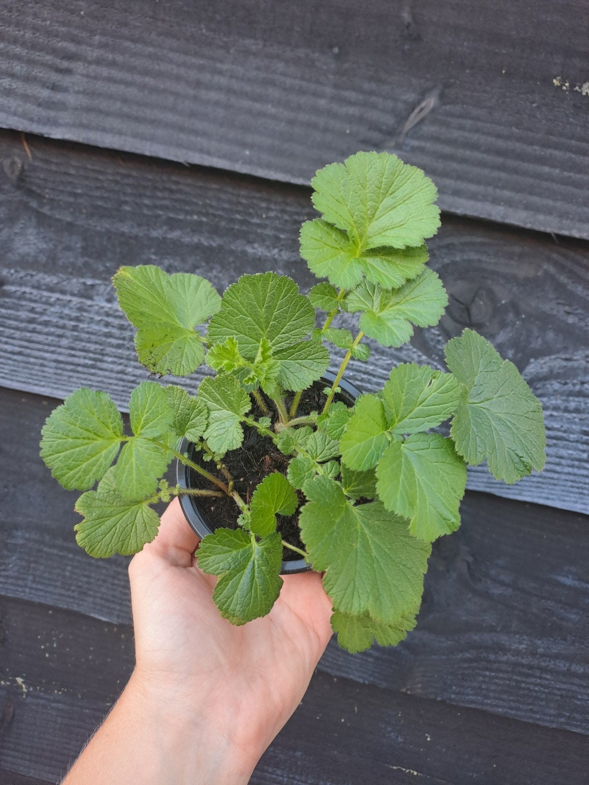 Knikkend Nagelkruid (Geum Rivale), Tuin en Terras, Volle zon, Vaste plant, Zomer, Ophalen