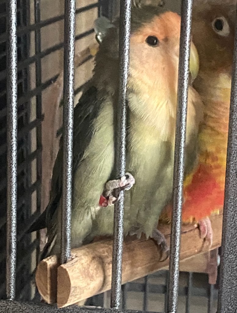Pyrrhura pop en Agapornis roseicollis met kooi, Dieren en Toebehoren, Vogels | Parkieten en Papegaaien, Meerdere dieren, Papegaai