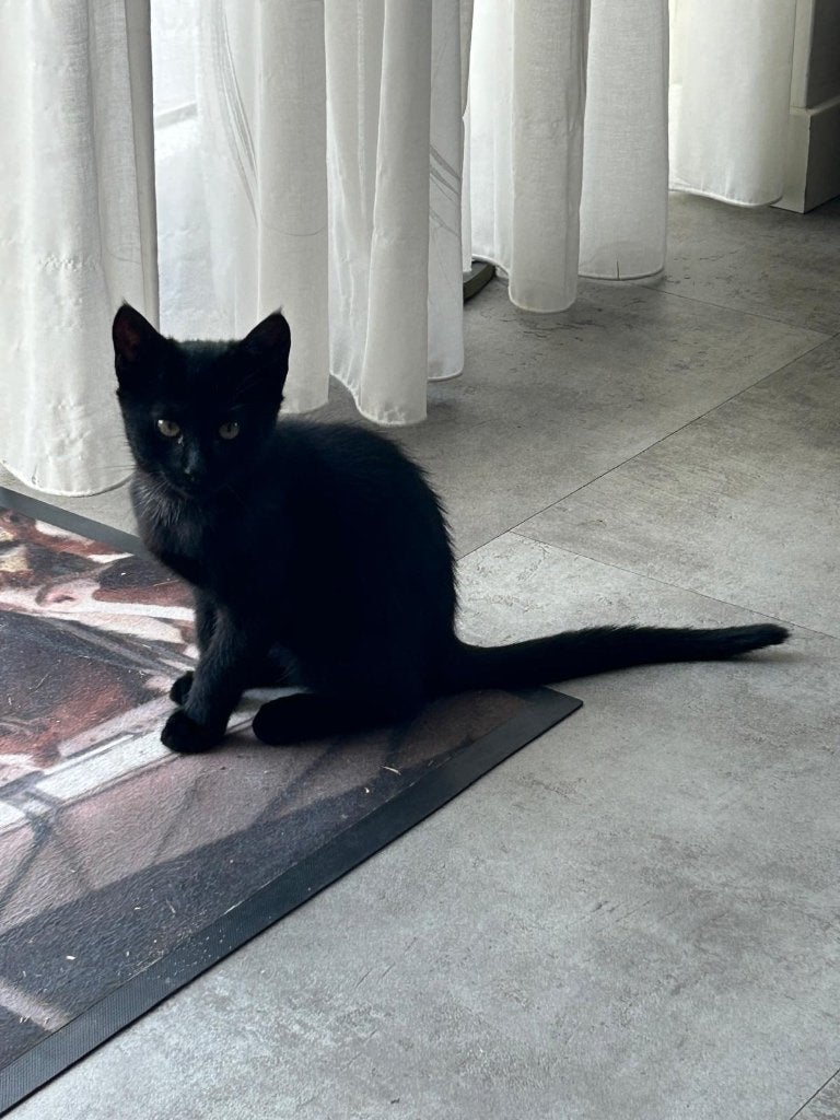 Zwart kitten, speels en lief, Geslacht onbekend, Kortharig, 0 tot 2 jaar
