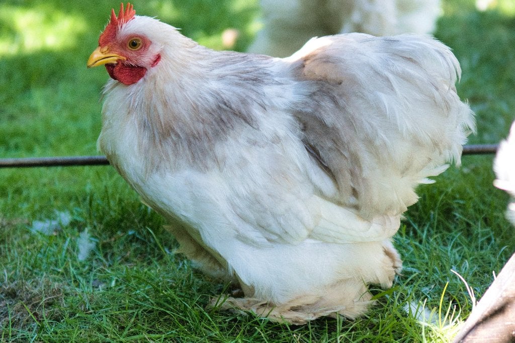 cochin kriel haantje (bobtail), Mannelijk, Kip