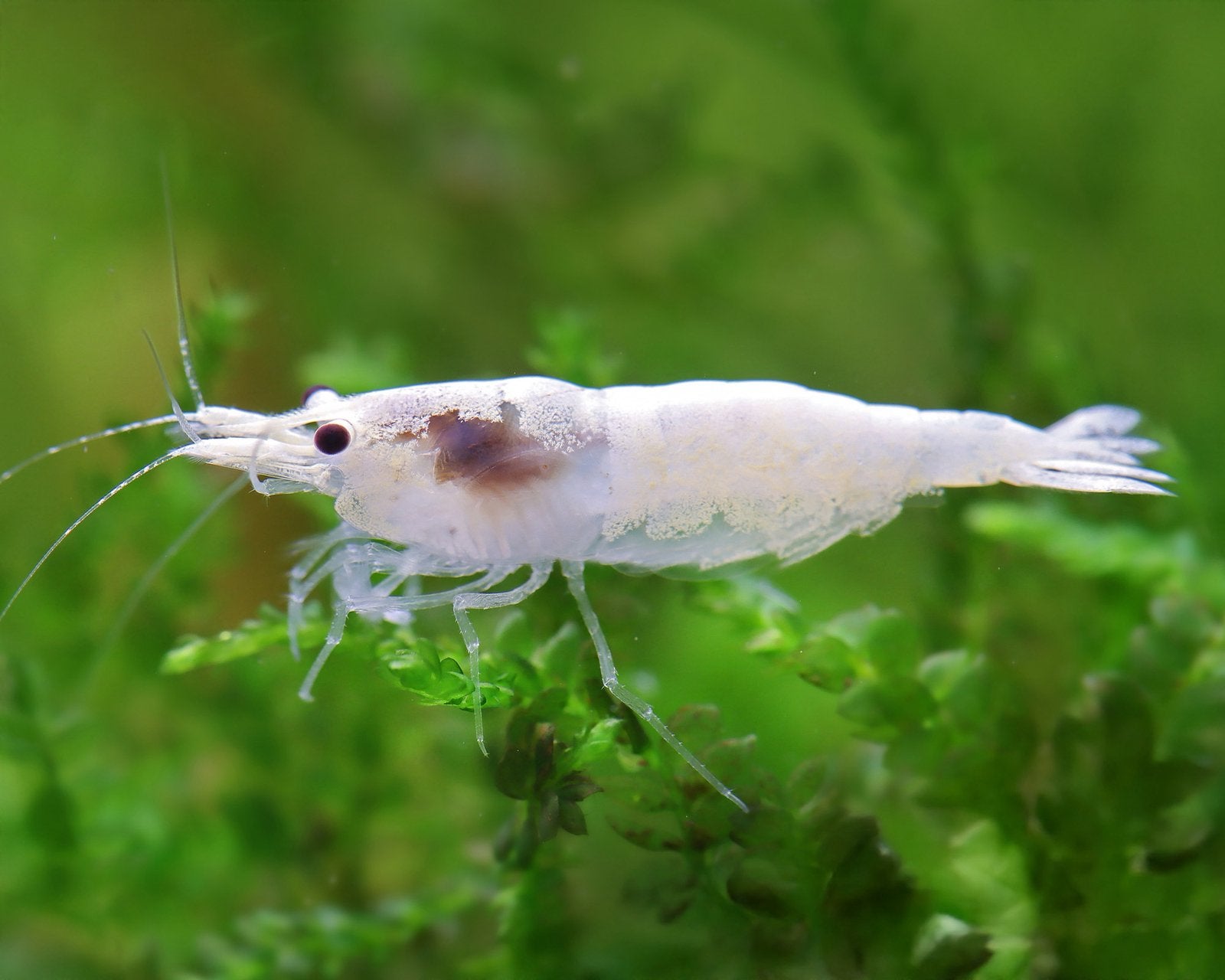 🦐 Witte garnalen (Neocaridina), Dieren en Toebehoren, Vissen | Aquariumvissen, Kreeft, Krab of Garnaal