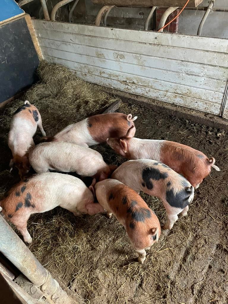 Biggen varkens, Mannelijk, Schaap