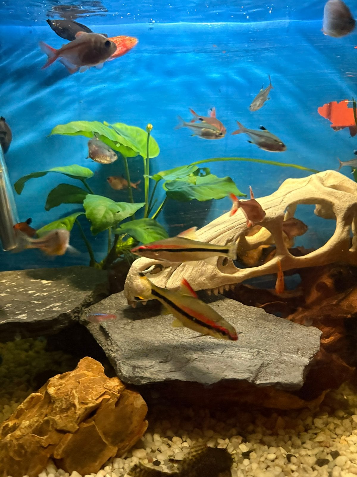 MET SPOED GRATIS AQUARIUM GEZOCHT, Ophalen