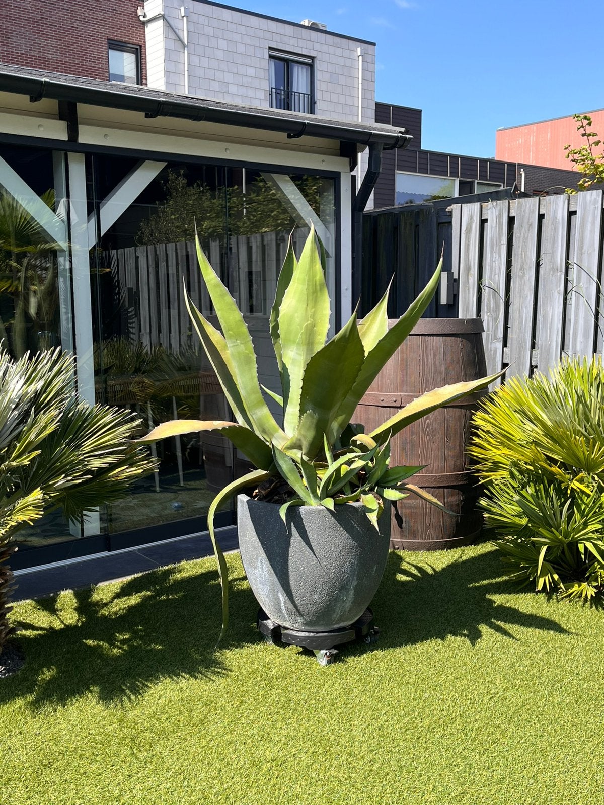 Grote 15 jaar oude Agave Americana met luxe sierpot, Tuin en Terras, Planten | Tuinplanten, Volle zon, Vaste plant, Zomer, Ophalen
