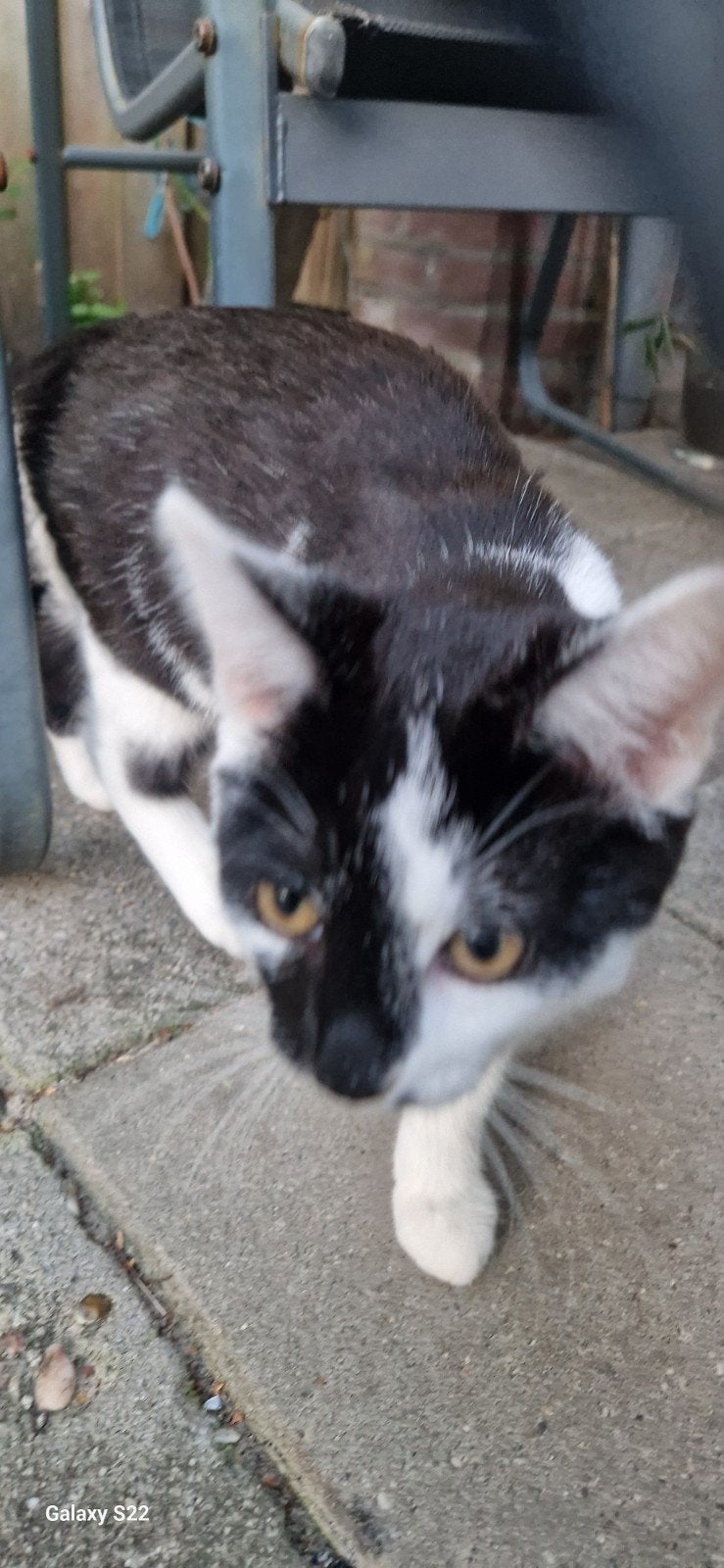 jonge kater, Kater