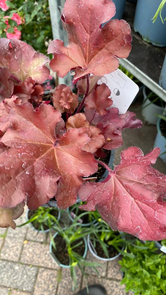 Heuchera verschilende kleuren, Tuin en Terras, Ophalen, Overige soorten, Volle zon