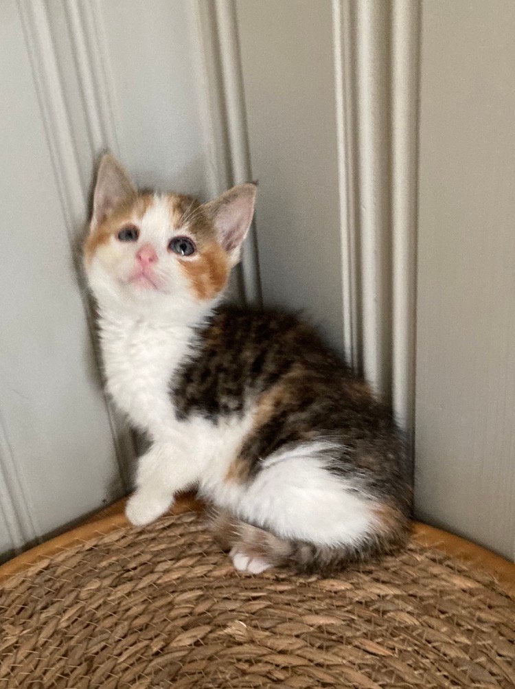 Kitten kittens, Dieren en Toebehoren, Meerdere dieren