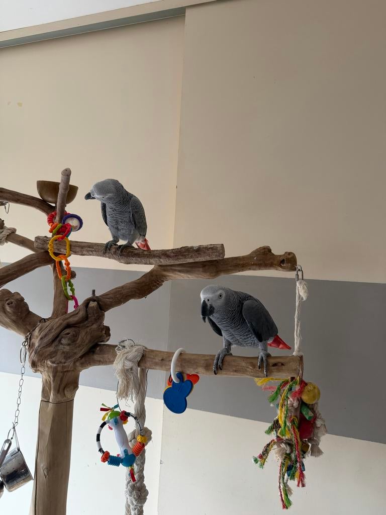 grijzen roodstaart papagaai koppel man vrouw, Dieren en Toebehoren, Vogels | Parkieten en Papegaaien, Meerdere dieren, Papegaai