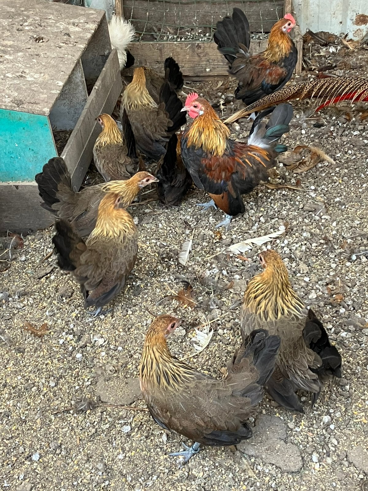 Jonge Hollandse krielen, Dieren en Toebehoren, Pluimvee, Meerdere dieren, Kip