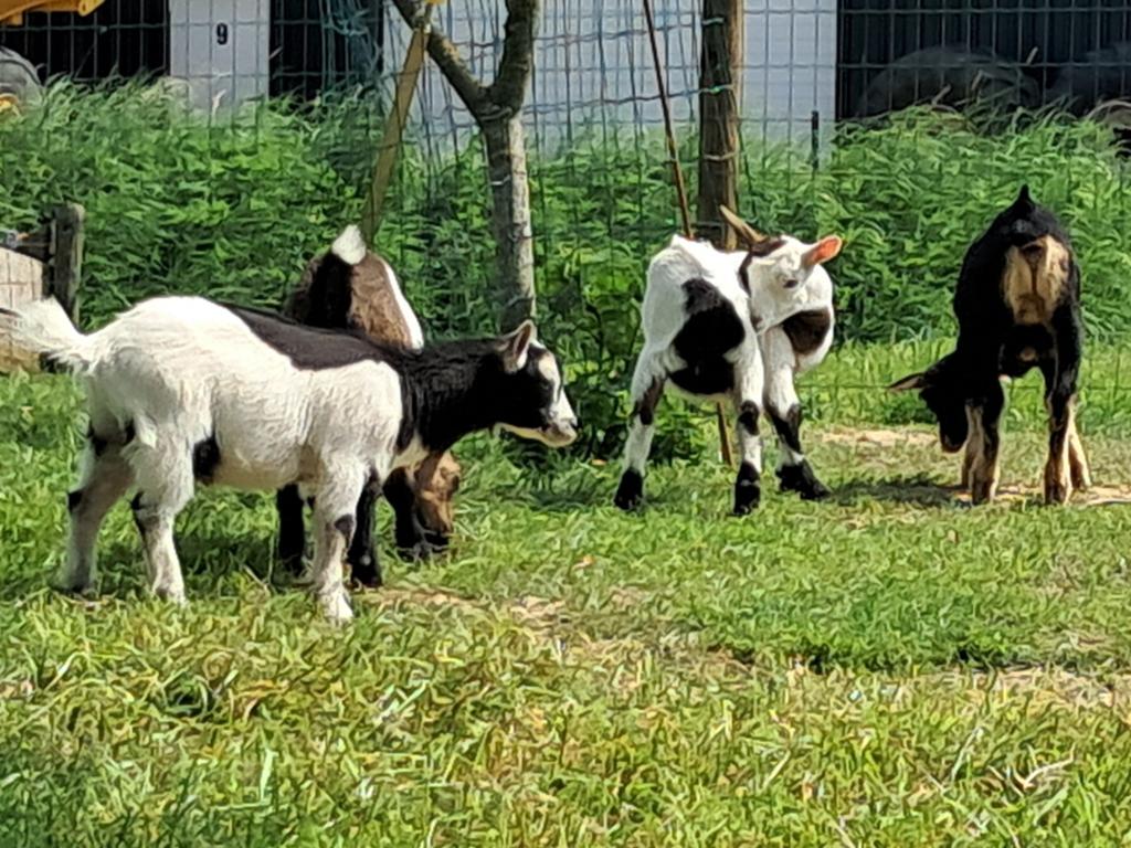 jonge gecastreerde dwerggeit bokjes, Dieren en Toebehoren, Schapen, Geiten en Varkens, Geit, Mannelijk