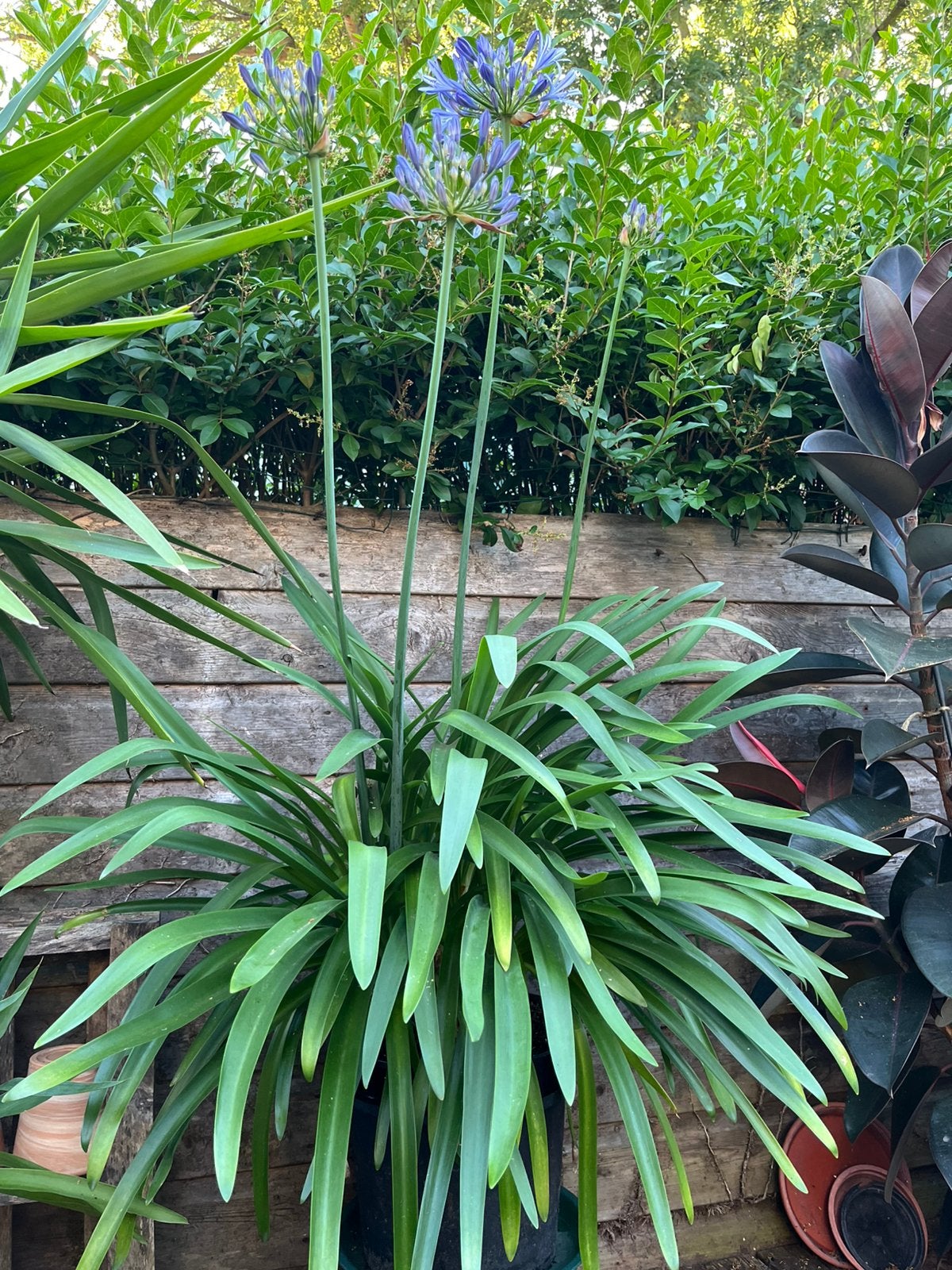 Grote Agapanthus, Ophalen, Overige soorten, Volle zon