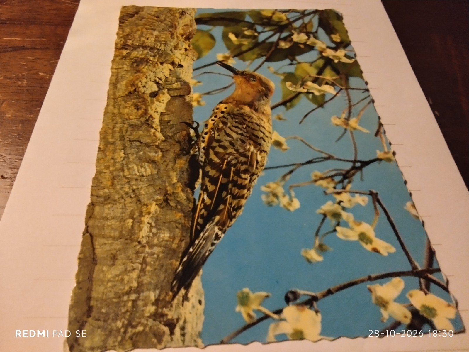 Vintage Ansichtkaart groene Specht op Boom - Geschreven 1967, Ophalen of Verzenden, 1960 tot 1980, Gelopen, Vogel