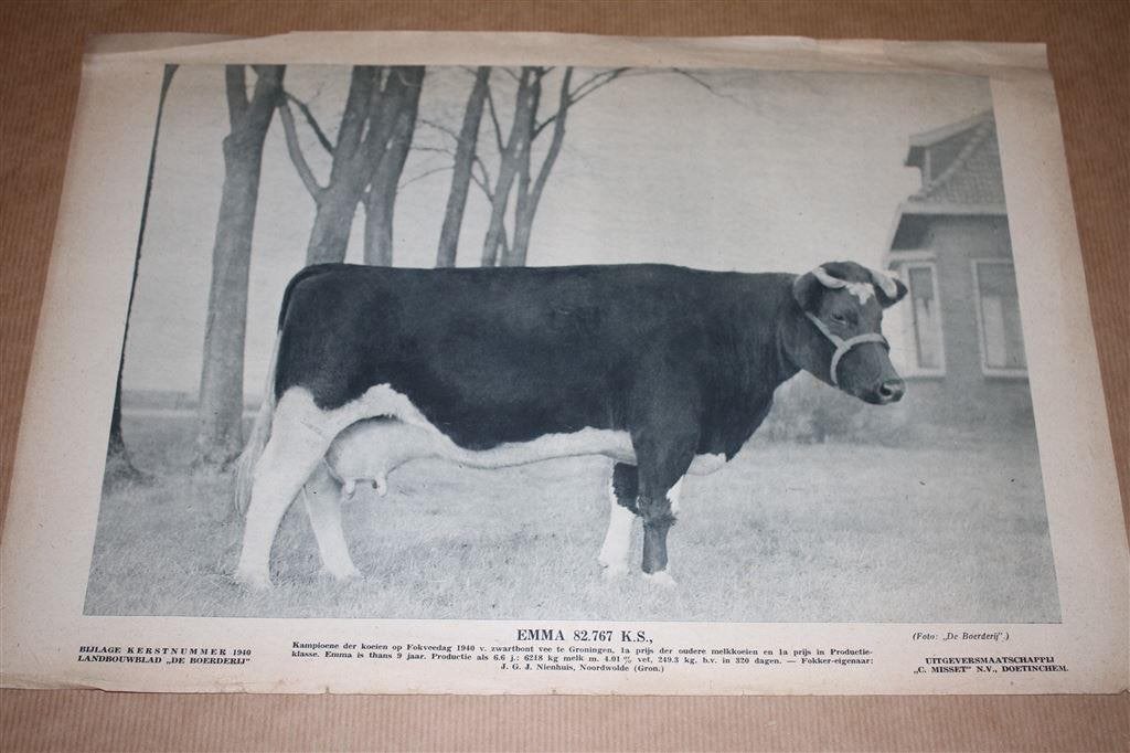 Oude prent - Kampioens koe Emma - 1940 !!, Ophalen of Verzenden, Voor 1940, Gebruikt, Overige onderwerpen