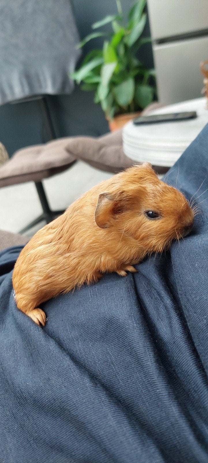 Lief baby beertje, Dieren en Toebehoren, Cavia, Mannelijk, Tam, September
