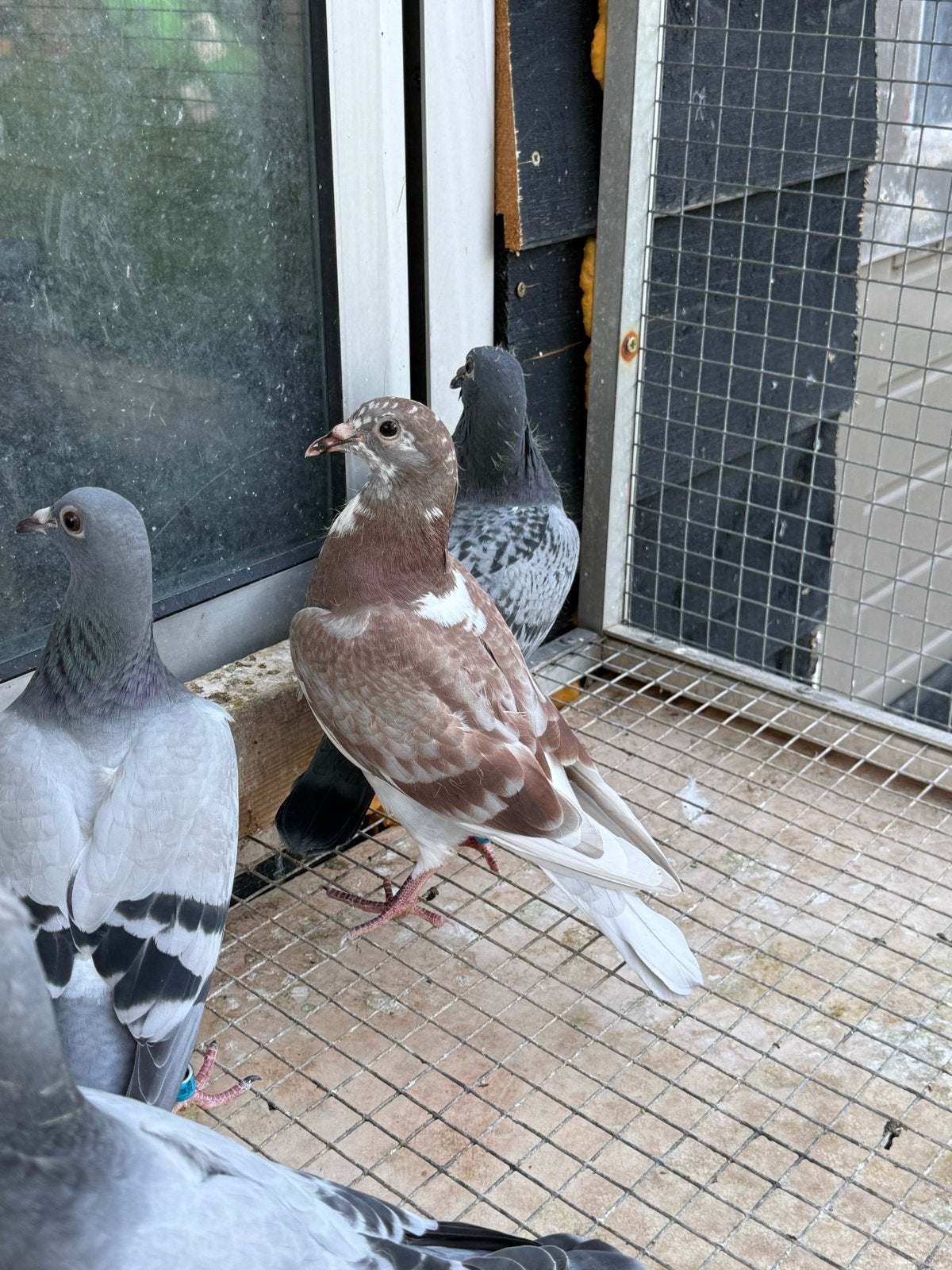 Postduiven Jongen, Dieren en Toebehoren, Vogels | Duiven, Meerdere dieren, Postduif