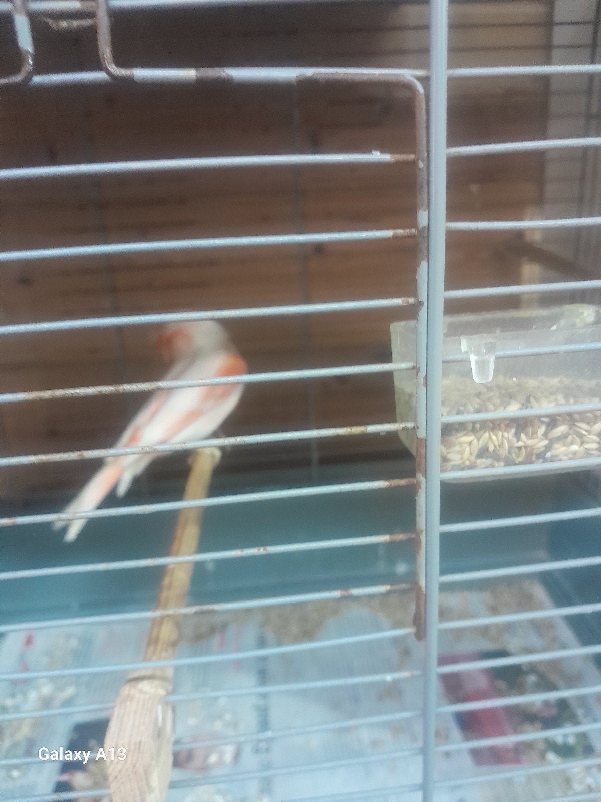 Te koop super mooie rood mozaiek, Dieren en Toebehoren, Vogels | Kanaries, Mannelijk, Kleurkanarie