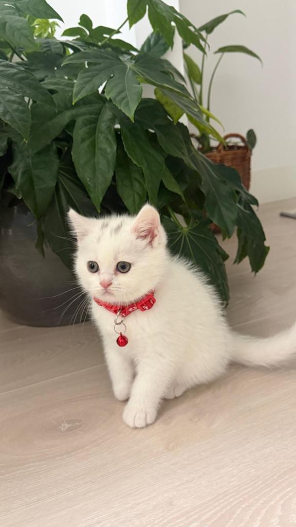 Kittens