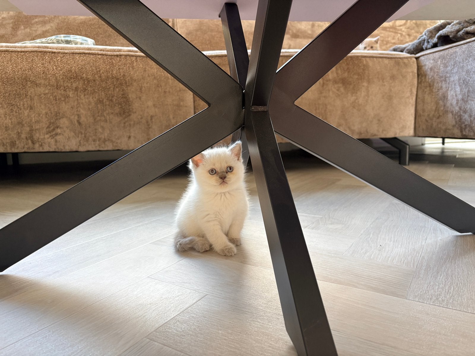 Laatste 1!! Choc/Cinnamon/Lilac Britse Korthaar Kittens **, Dieren en Toebehoren, Meerdere dieren