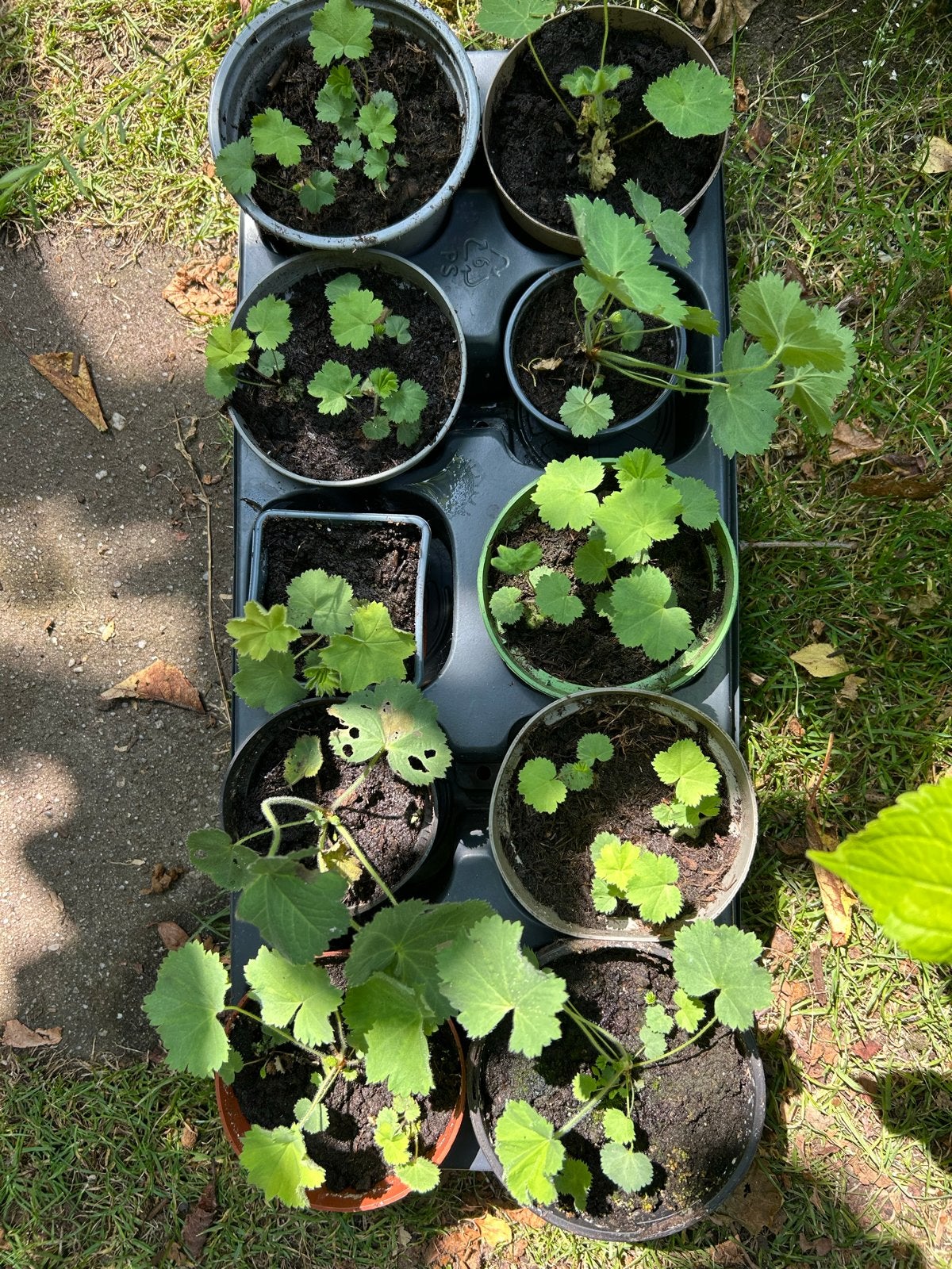 Vrouwenmantel - Vaste plant voor tuin of balkon, Tuin en Terras, Volle zon, Vaste plant, Zomer, Ophalen