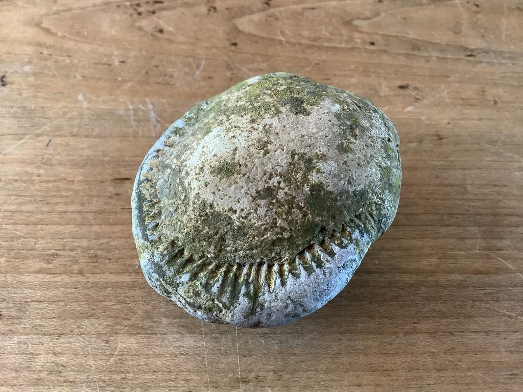 Ammonietfossiel - Prachtig stukje geschiedenis, Verzamelen, Mineralen en Fossielen, Fossiel, Ophalen of Verzenden