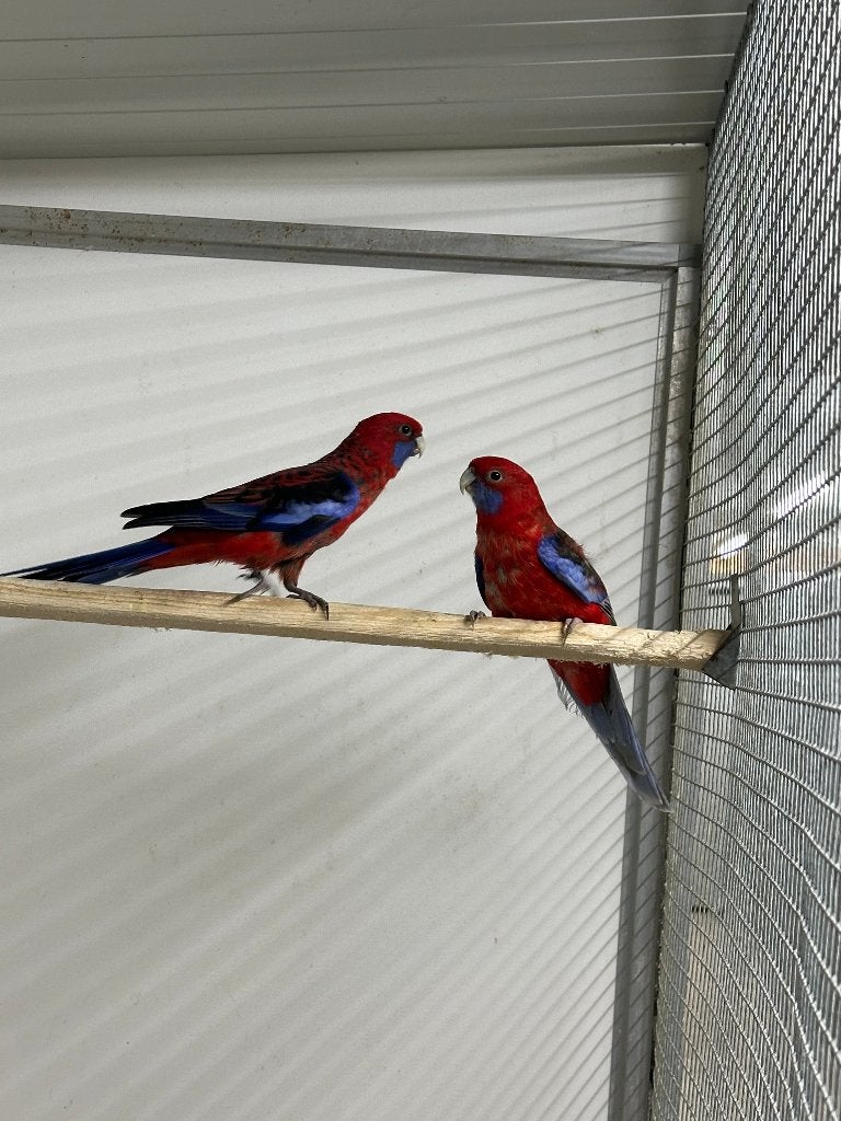 Pennant, Dieren en Toebehoren, Vrouwelijk, Parkiet, Geringd