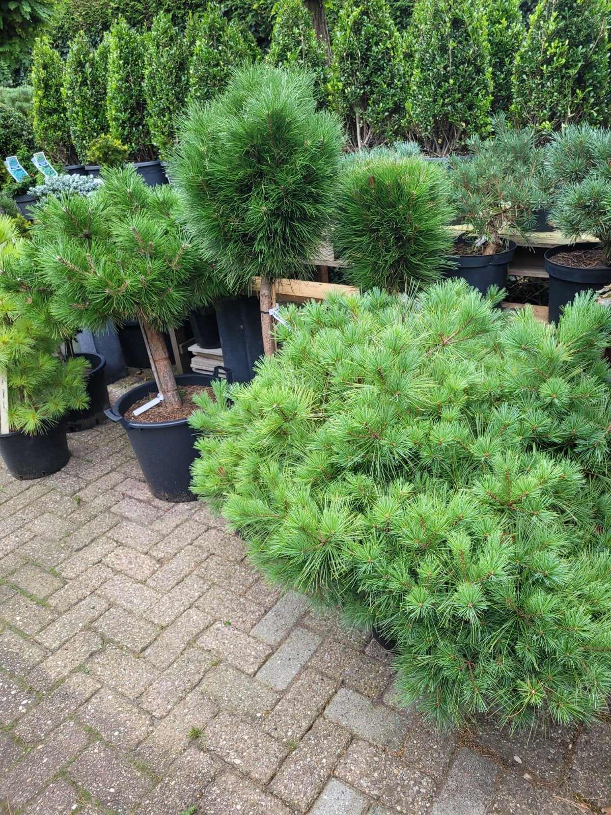 Diverse collectie Pinus in pot, Ophalen, Overige soorten, Volle zon