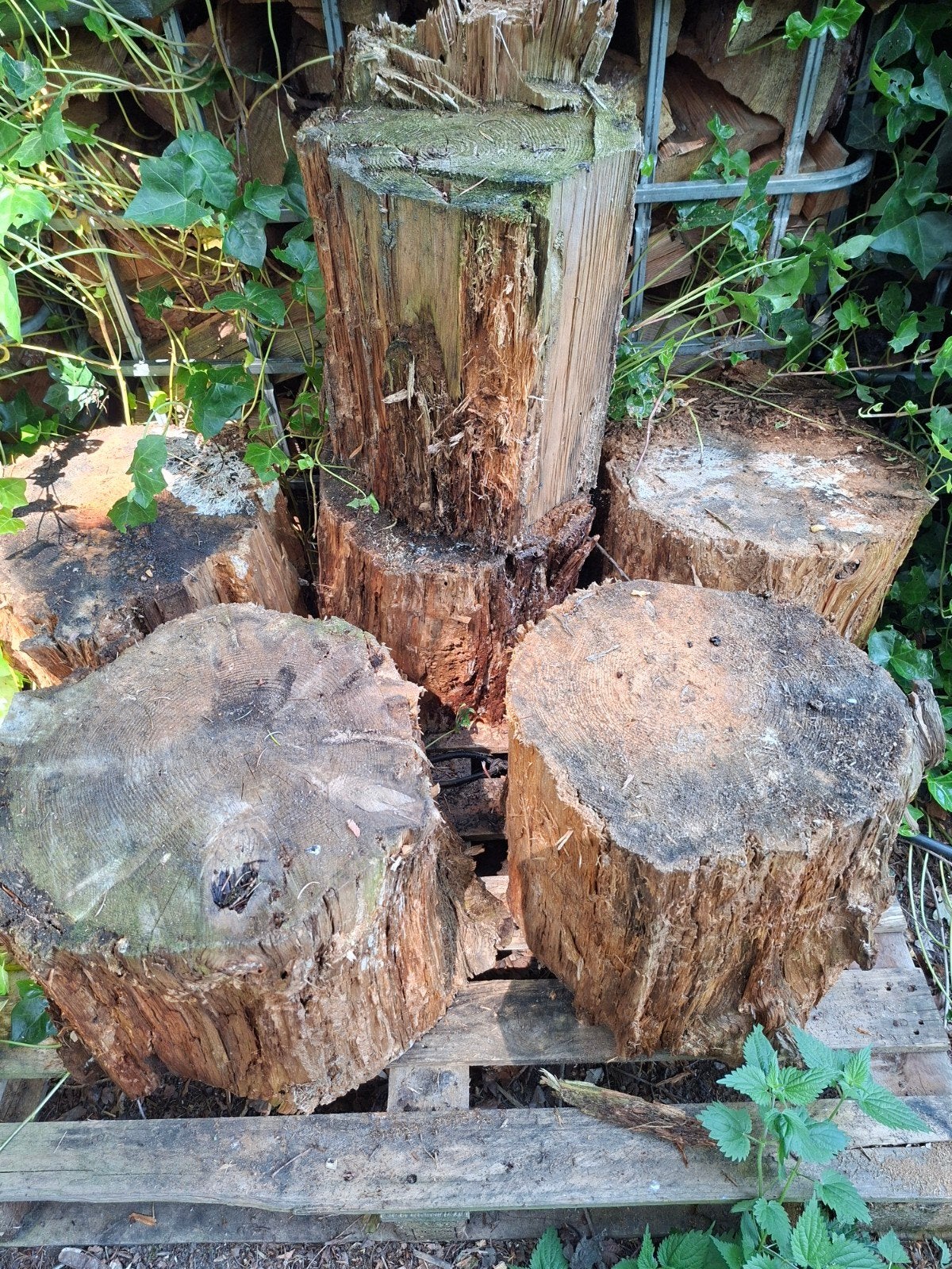 Grote houtblokken voor haardhout 12 stuks 40 doorsnee.€60,00, Minder dan 3 m³, Ophalen, Overige houtsoorten, Blokken