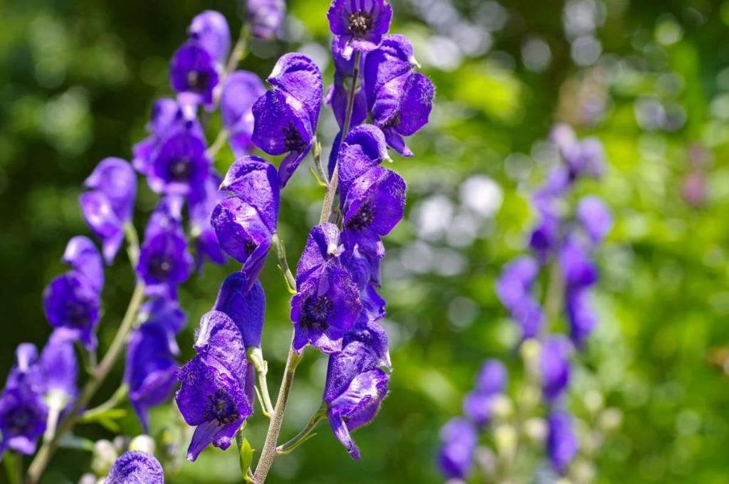 Monnikskap Aconitum, Overige soorten, Volle zon, Vaste plant, Ophalen of Verzenden