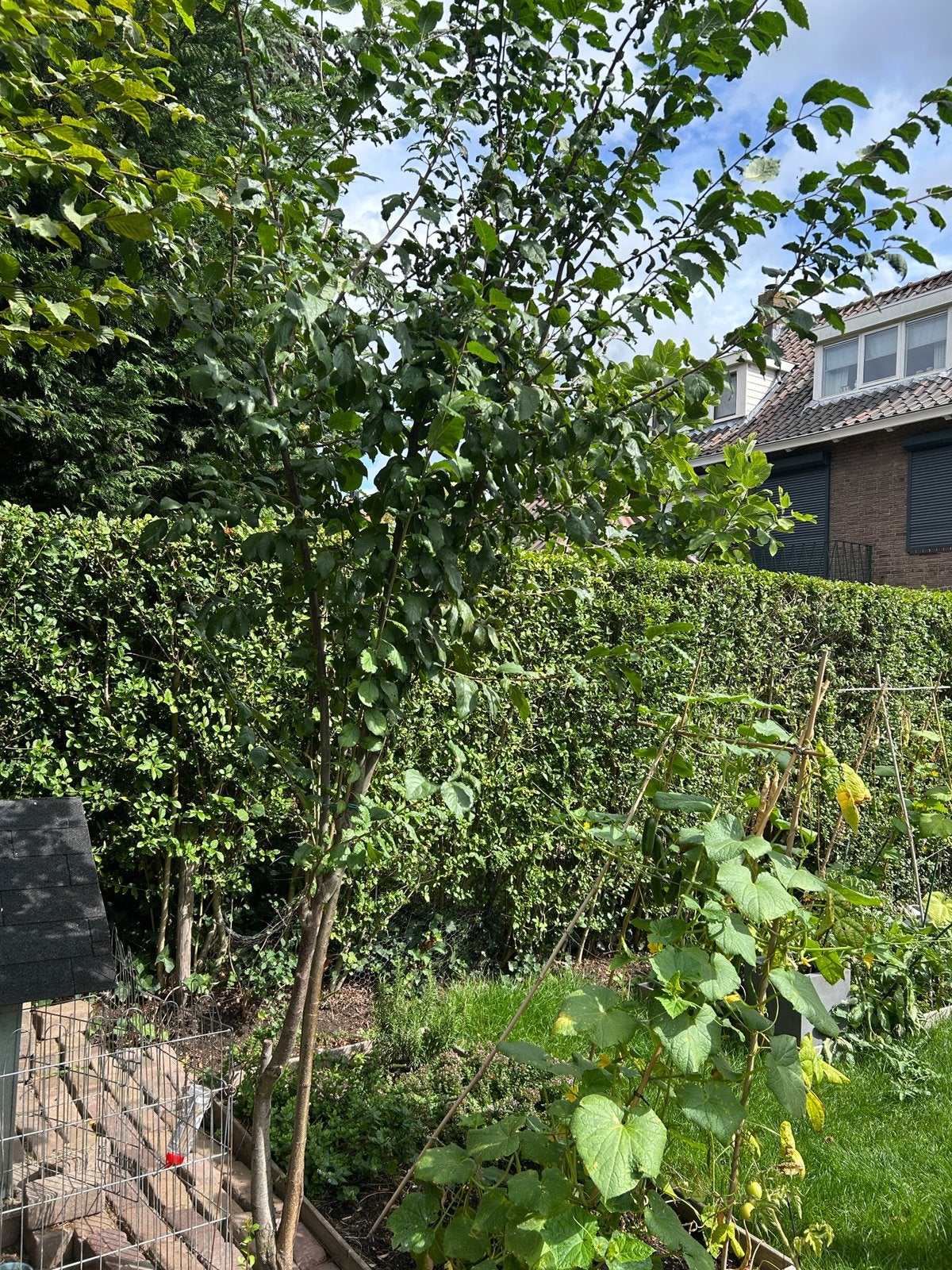 Pruimenboom, Overige soorten, 100 tot 250 cm, Zomer, Ophalen