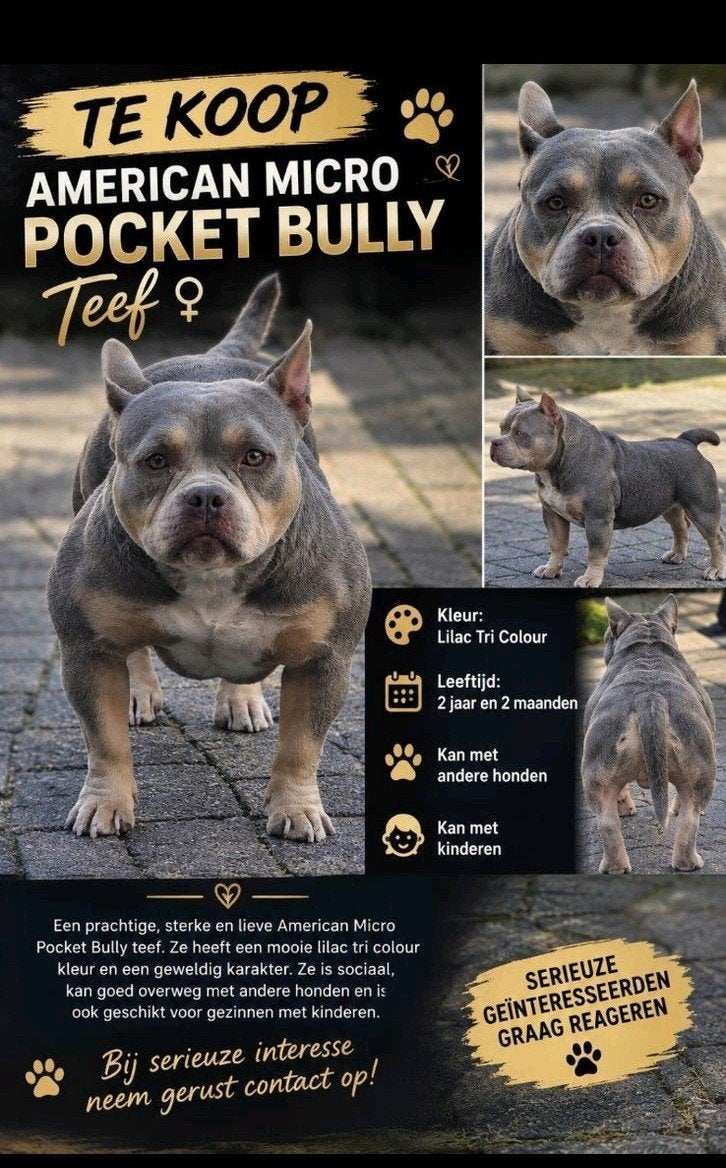 te koop American Bully teef, Overige rassen, 1 tot 2 jaar, Teef, Eén hond
