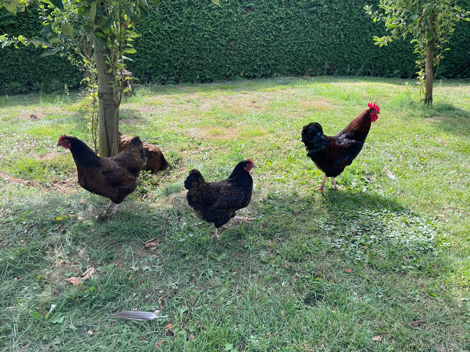 Barnevelder groot trio, Meerdere dieren, Kip