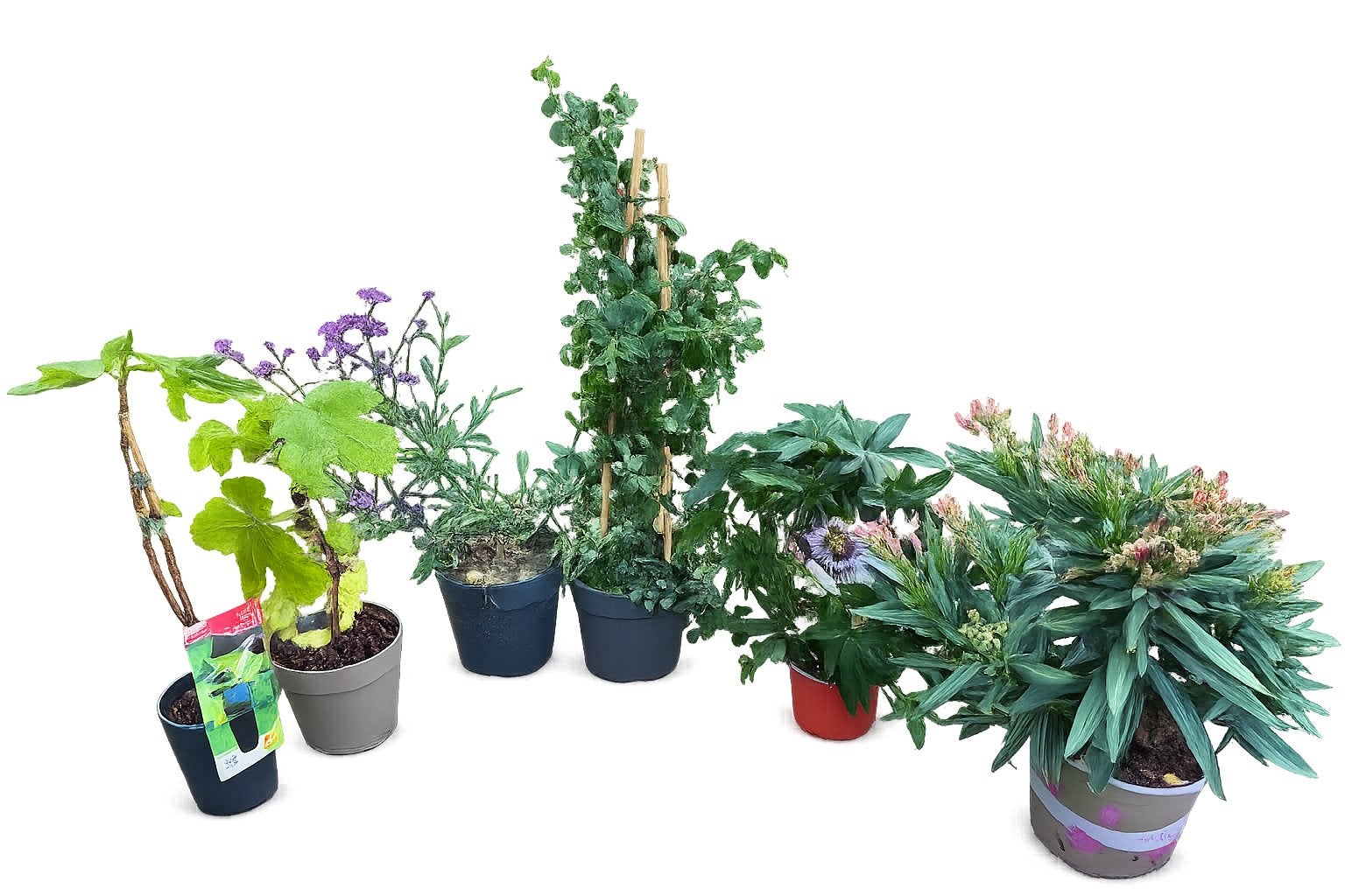 Compleet plantenpakket, 6 mooie planten voor tuin/balkon €40, Ophalen, Overige soorten, Volle zon