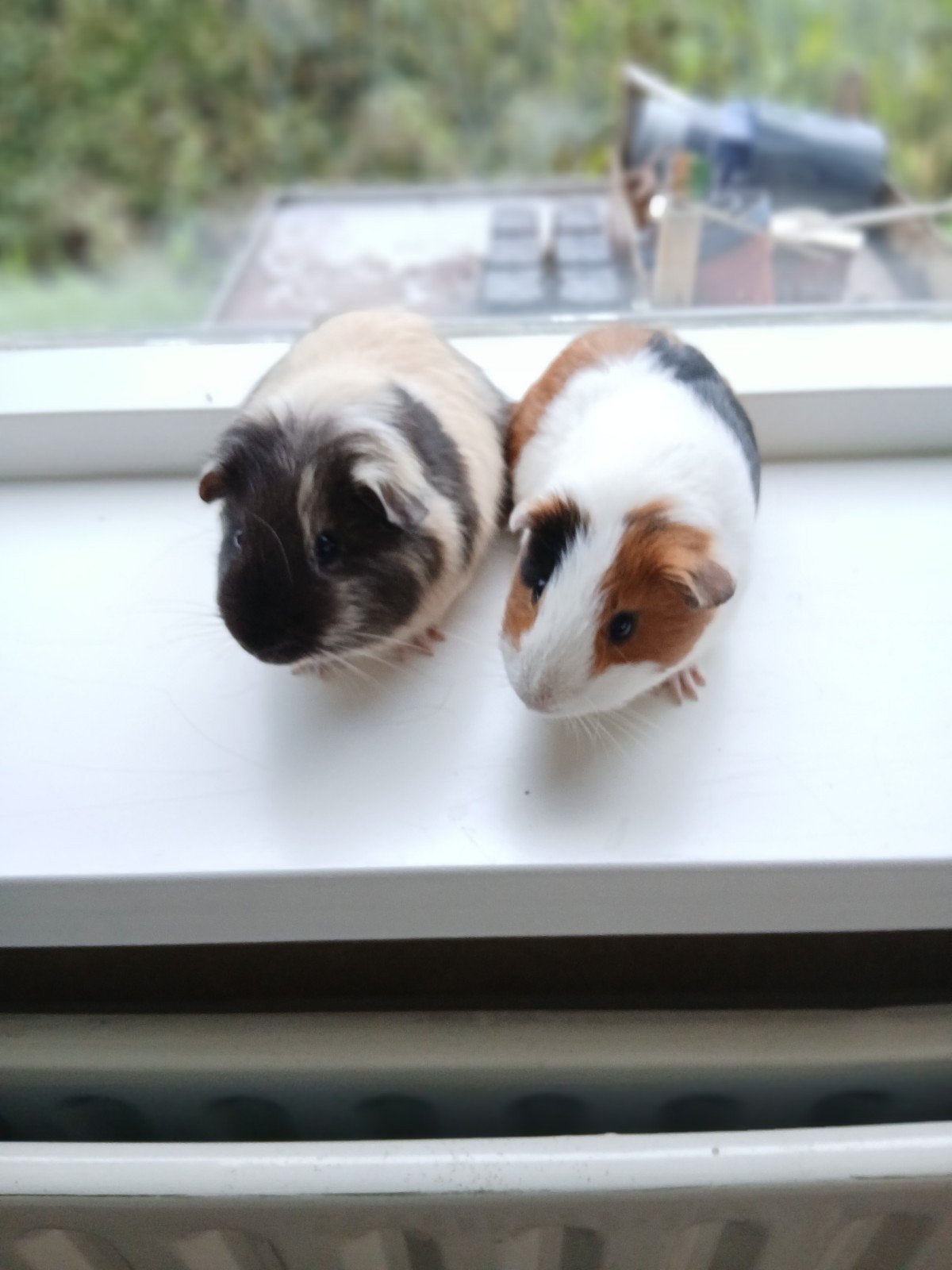Cavia, Cavia, Mannelijk, November, Tam