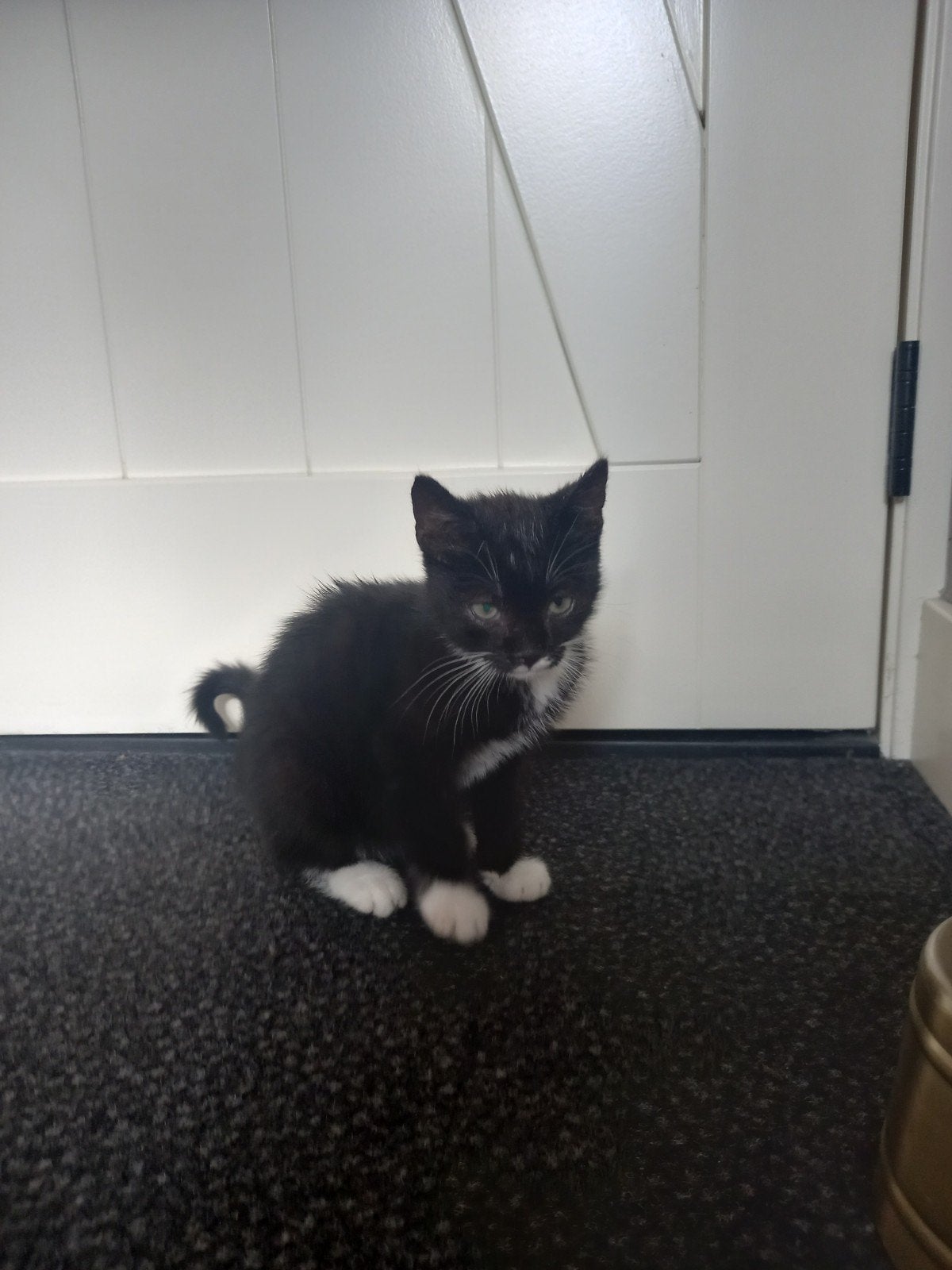 Super schattige kitten mag naar een goed huisje., Kater, Ontwormd