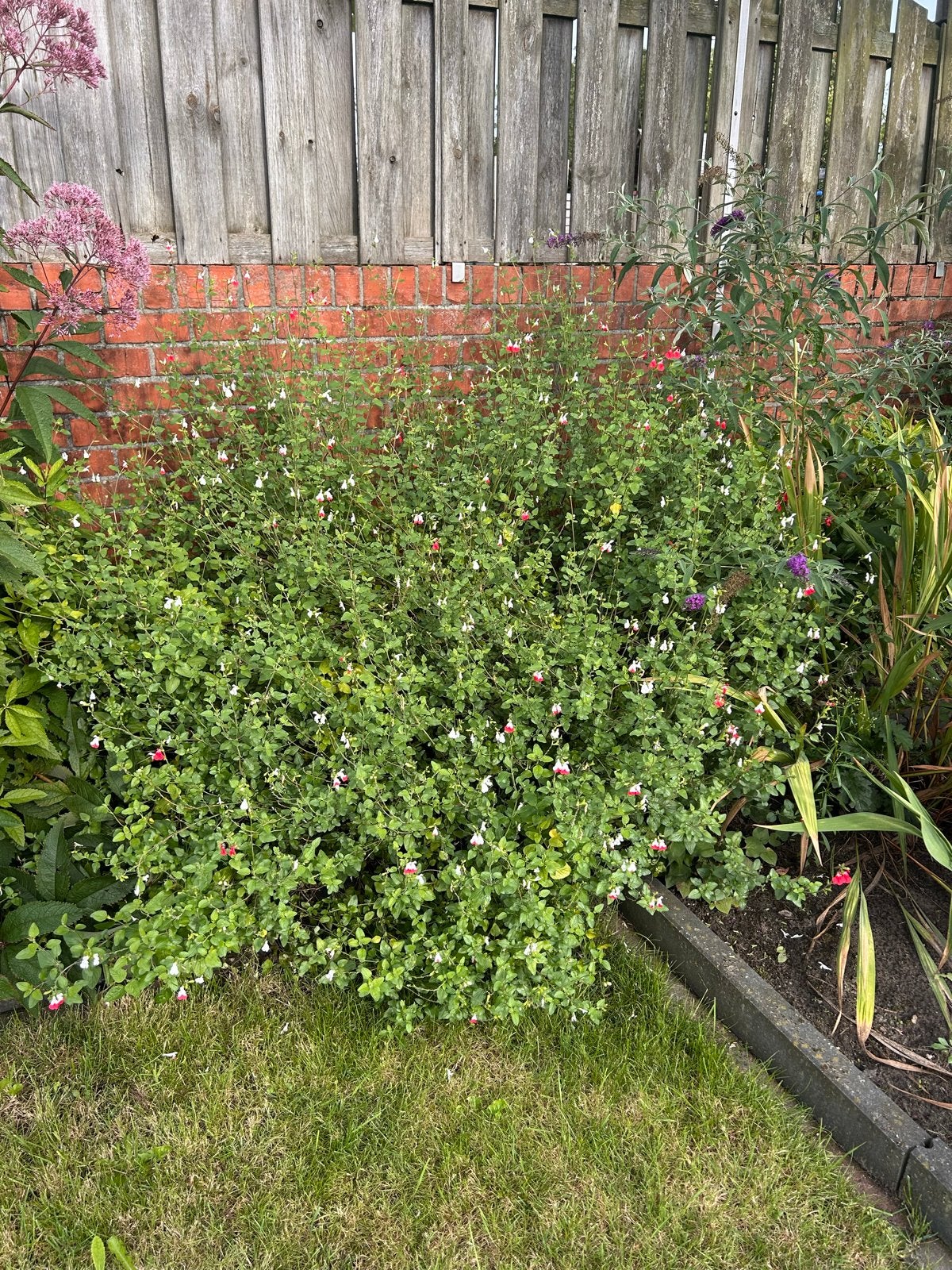 Salvia 'Hot Lips' te koop, Volle zon, Vaste plant, Zomer, Ophalen