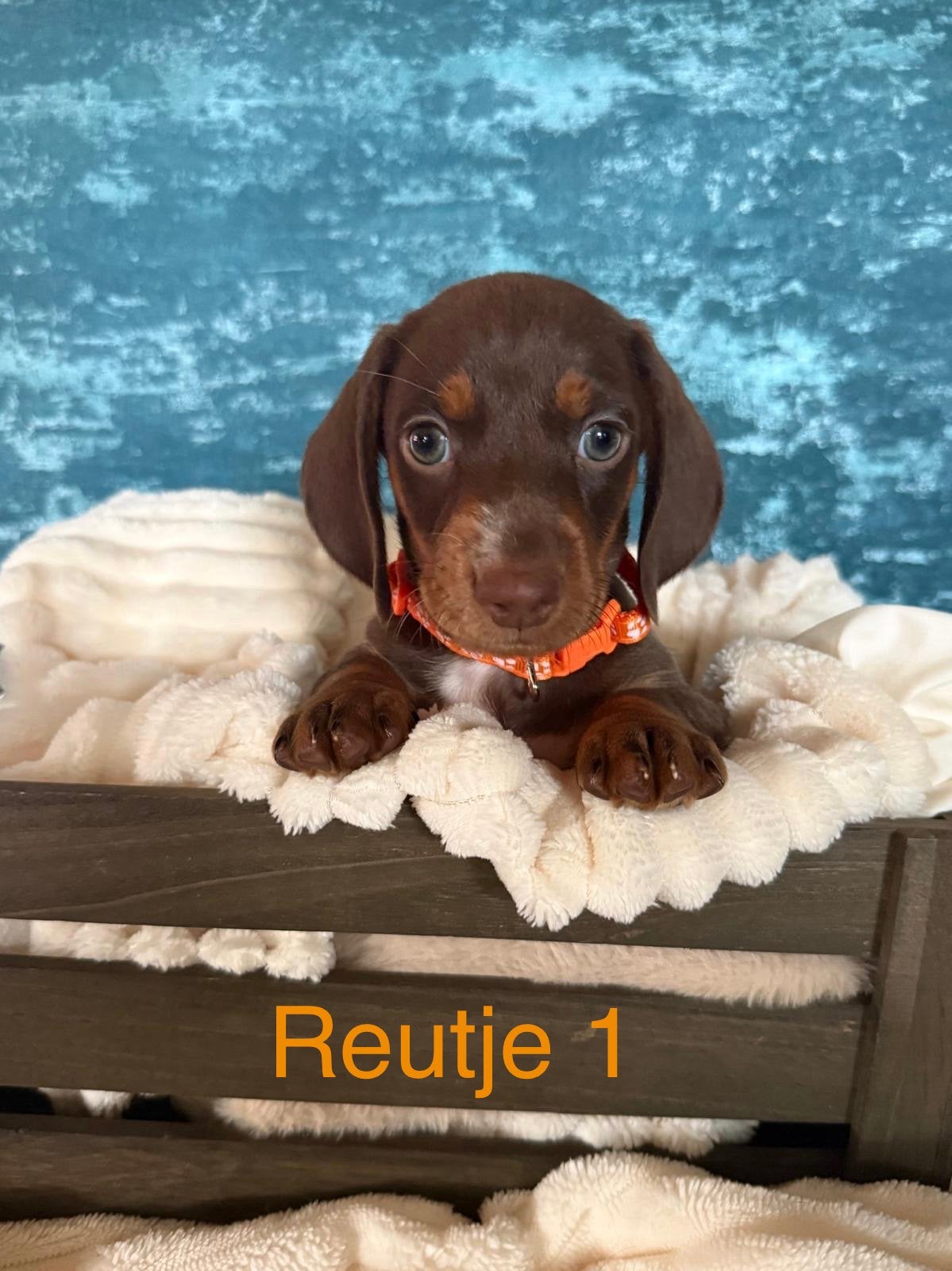 5 Teckel mannetjes, Standaard, Reu, 8 tot 15 weken, Korthaar