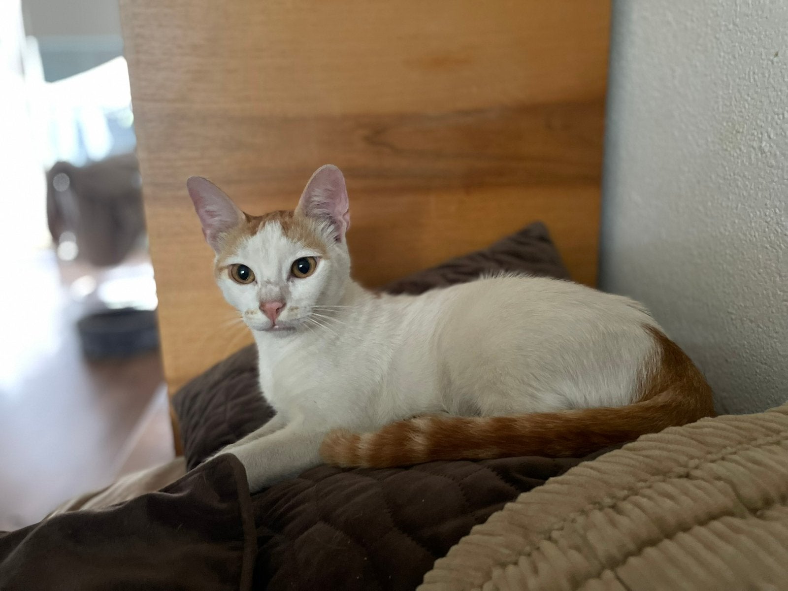 Bill 9 mnd oud gecastreerd bij gastgezin in Amsterdam, Dieren en Toebehoren, Kater