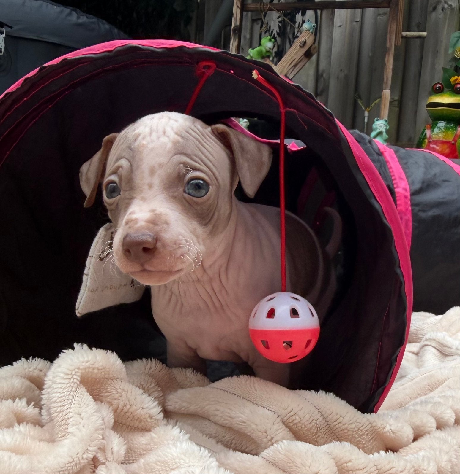 American Hairless Terrier / amerikaanse naakthond, Parvo, Nederland, Overige rassen, 8 tot 15 weken
