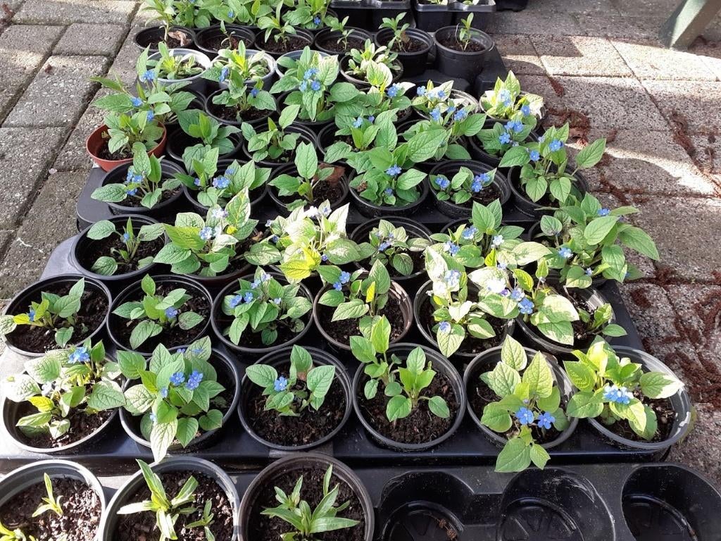 Meerjarig vergeet-mij-nietje, Omphalodes verna, Tuin en Terras, Bodembedekkers, Vaste plant, Ophalen of Verzenden, Halfschaduw