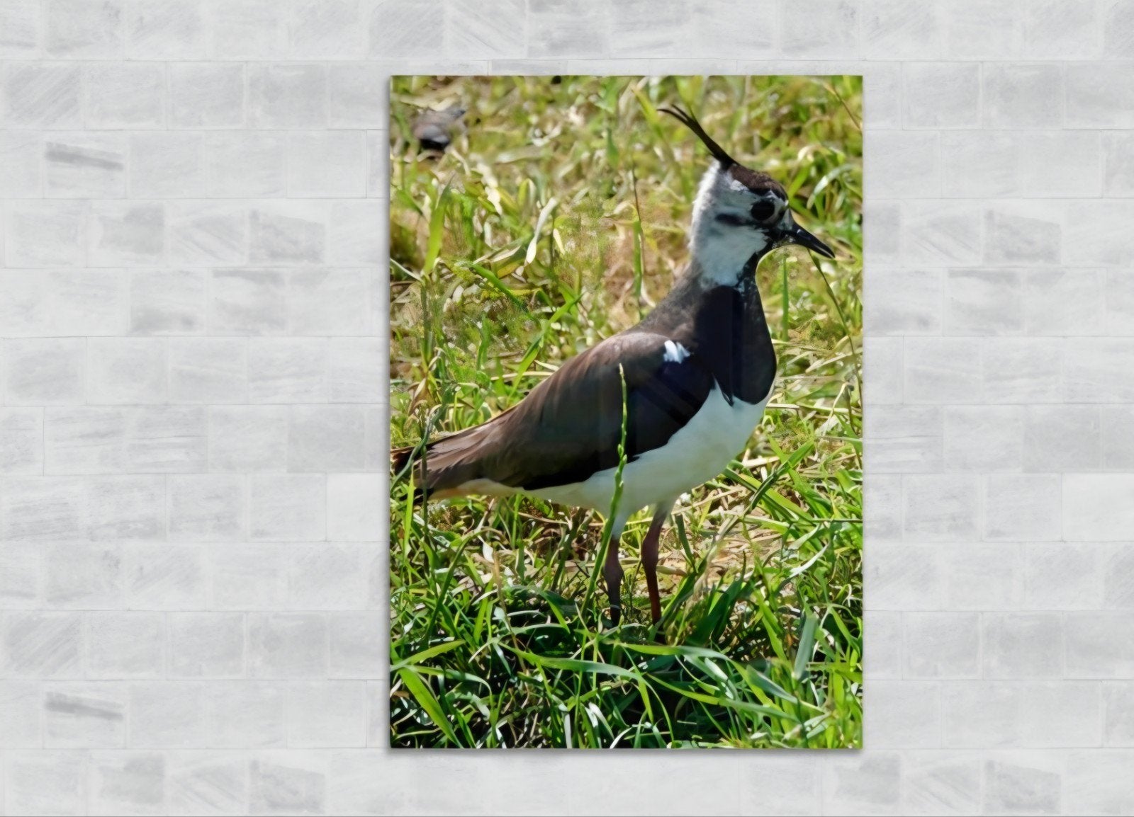 Exclusieve Natuurkunst: De Kievit op Plexiglas (2 Formaten), Achter glas, Meerkleurig, 60 cm, Nieuw