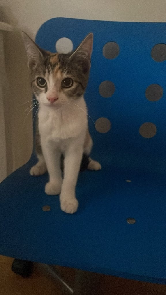 lapjes poes, Dieren en Toebehoren, Poes, Kortharig, 0 tot 2 jaar